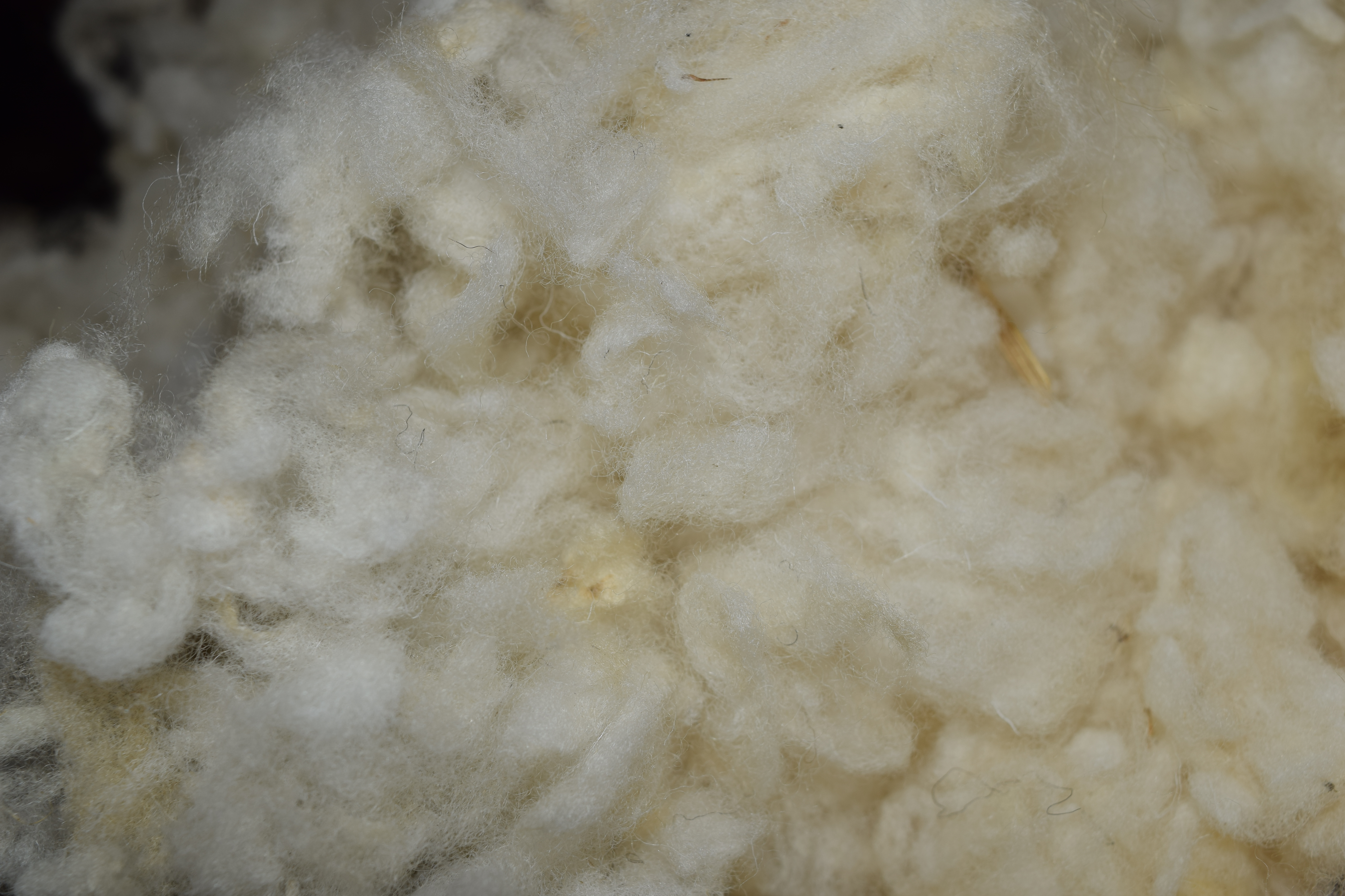 La fibre de laine au naturel